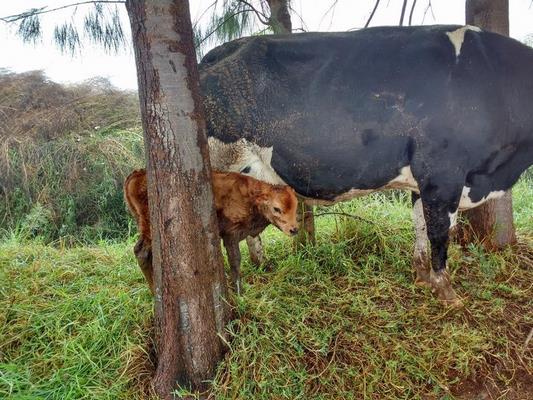Fotografía 17 de Granja El Molino en Melipilla, Metropolitana