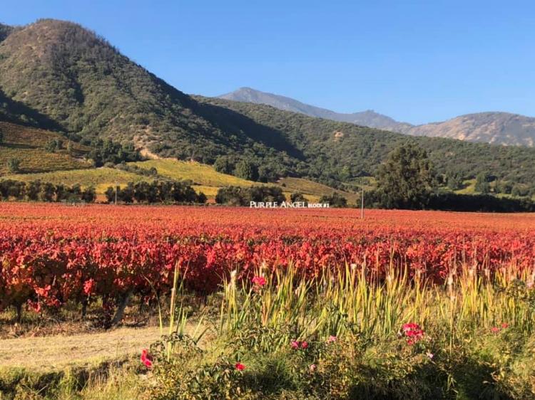Fotografía 17 de B&B Bellavista de Colchagua en Santa Cruz, Ohiggins