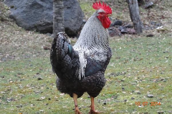 Fotografía 13 de Cabañas Huechuntu Pucón en Pucon, Araucania