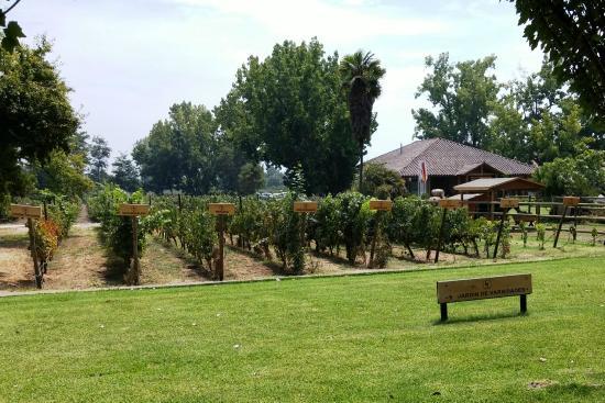 Fotografía 5 de Casa De Huespedes Viña Miguel Torres en Curico, Maule