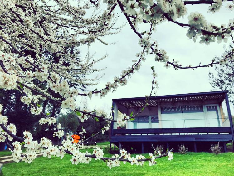Fotografía 16 de Amukan Lodge en Panguipulli, Los Rios
